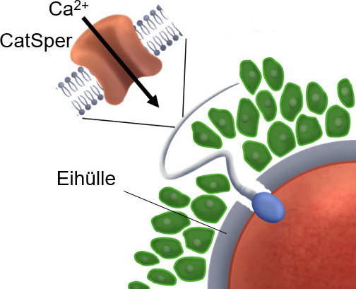 CatSper Befruchtung